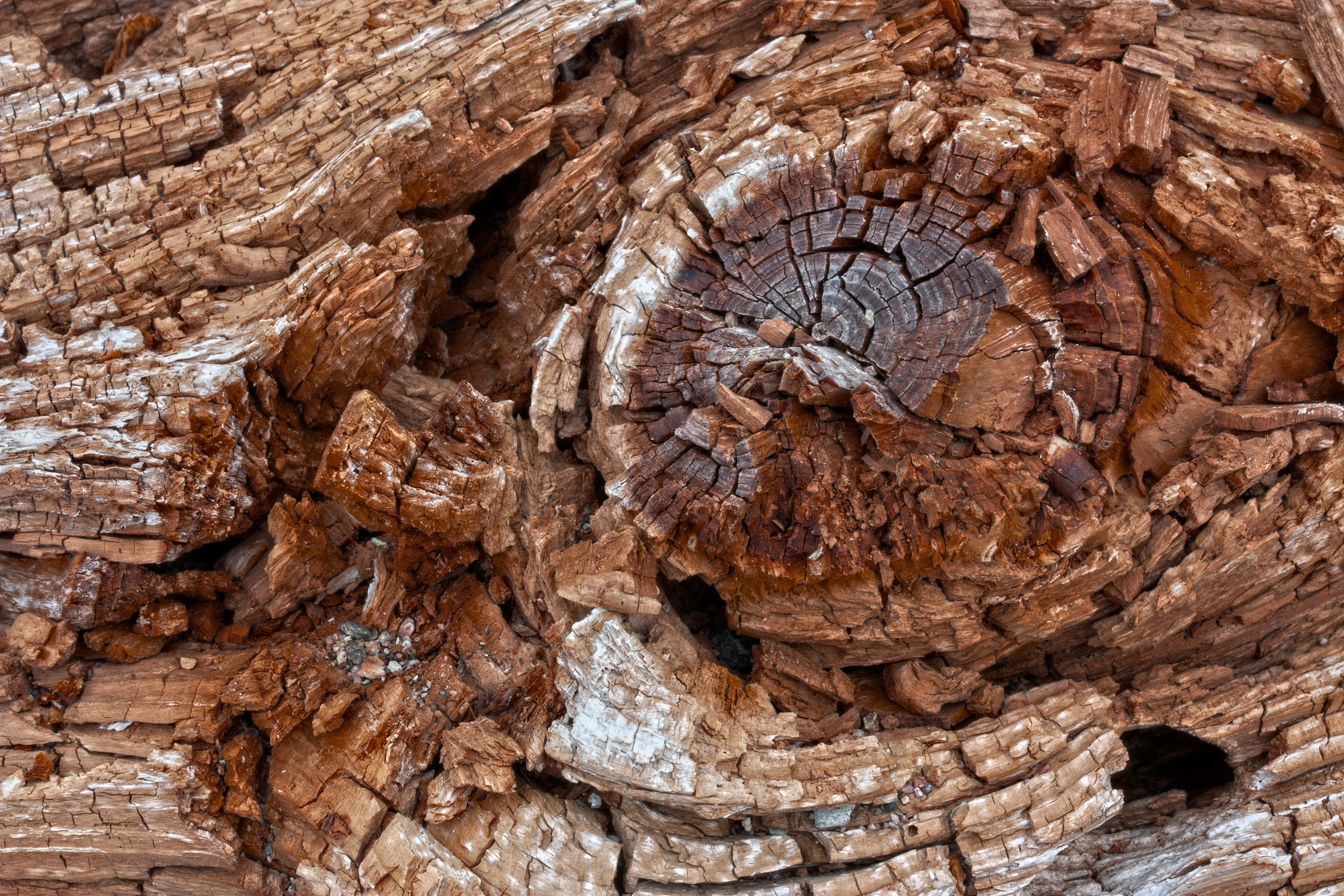 Cracked Beachwood - HDR by boldfrontiers