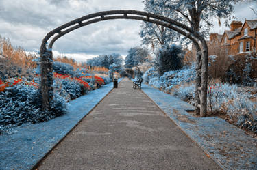 Belfast Botanic Gardens - Blue Fantasy