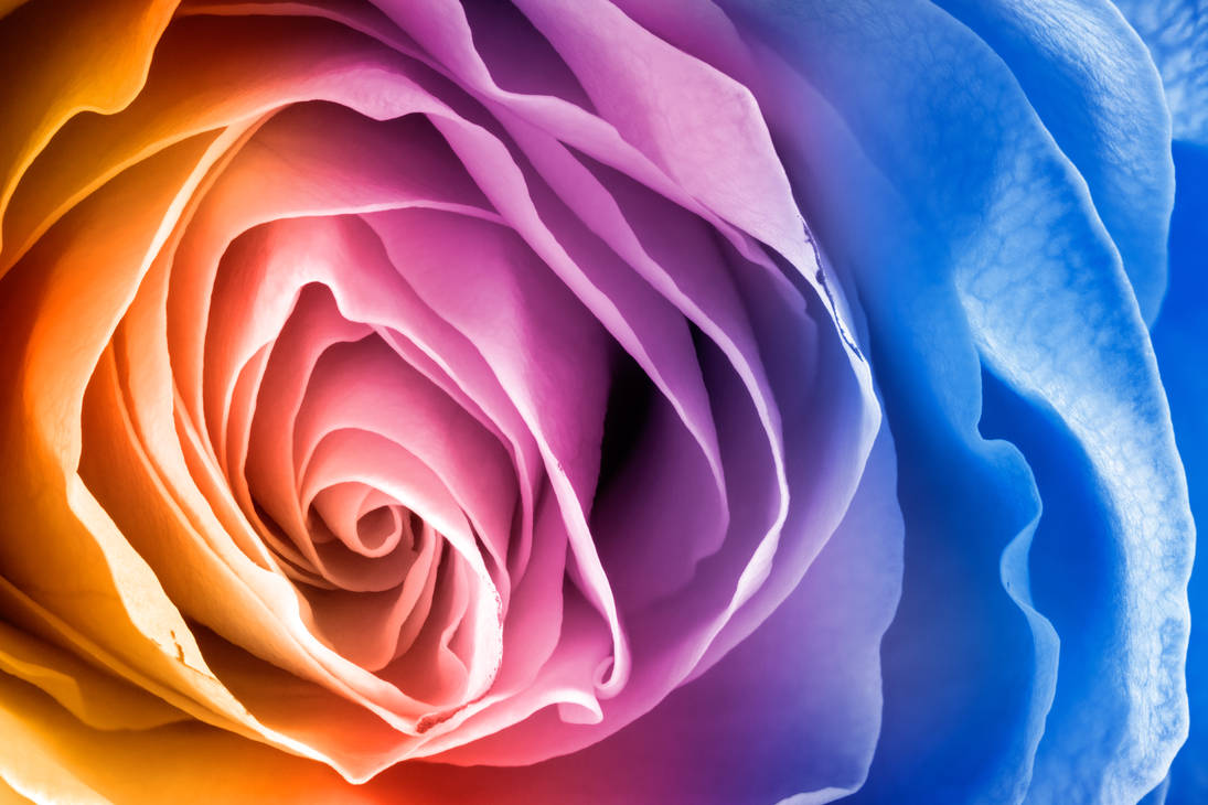 Rainbow Rose Macro by boldfrontiers