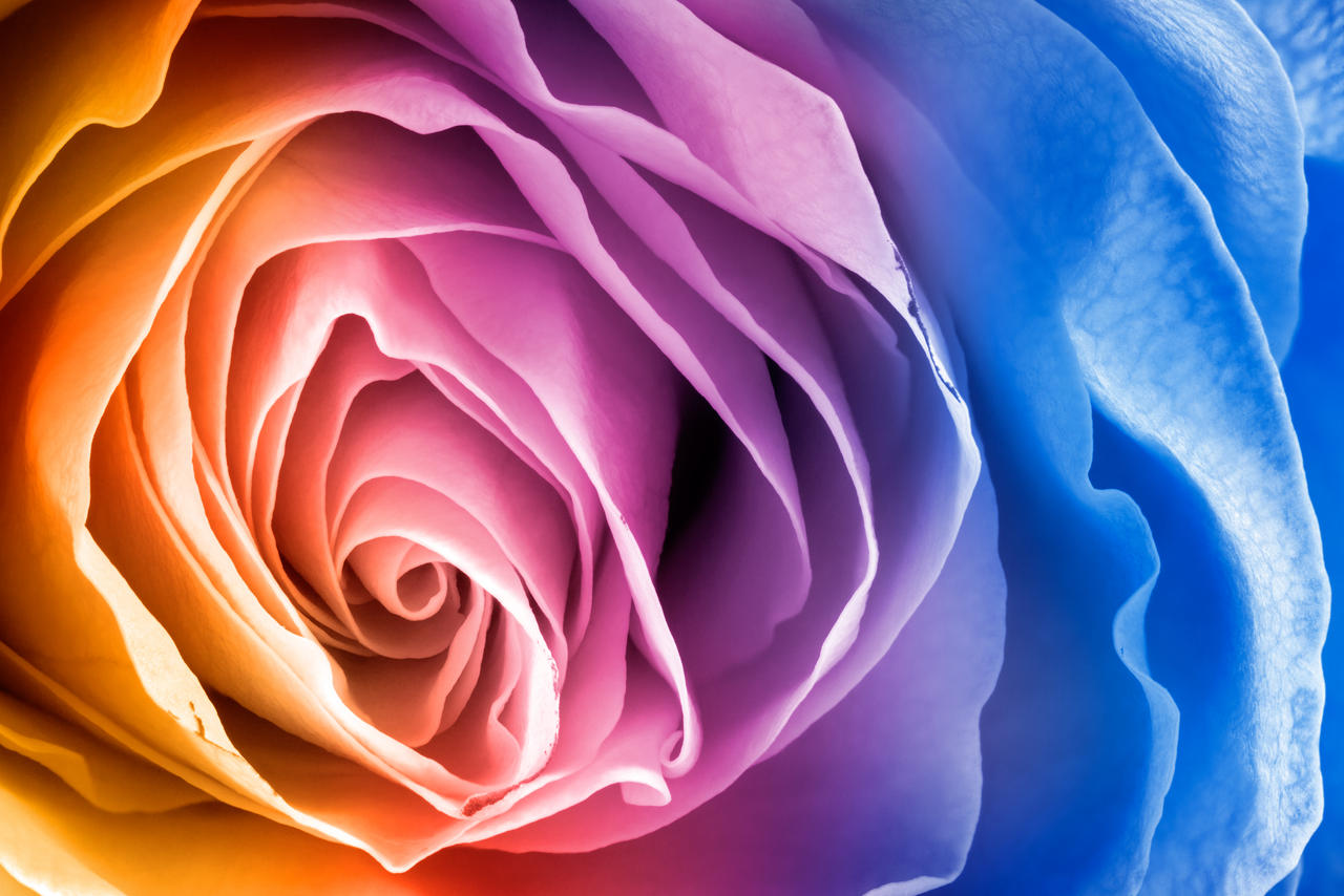 Rainbow Rose Macro