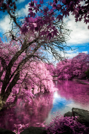 St Stephen's Pink by boldfrontiers