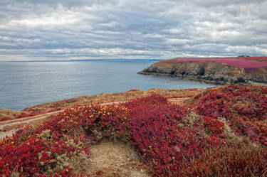 Irish Pomegranate Coast