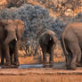 Kruger Elephant Blues