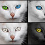 Mesmerizing Cat Eyes - Exclusive Stock Pack