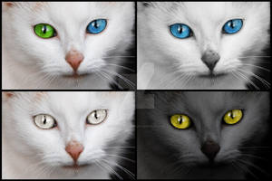 Mesmerizing Cat Eyes - Exclusive Stock Pack