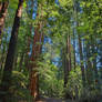 Muir Woods Trail - Exclusive HDR Stock