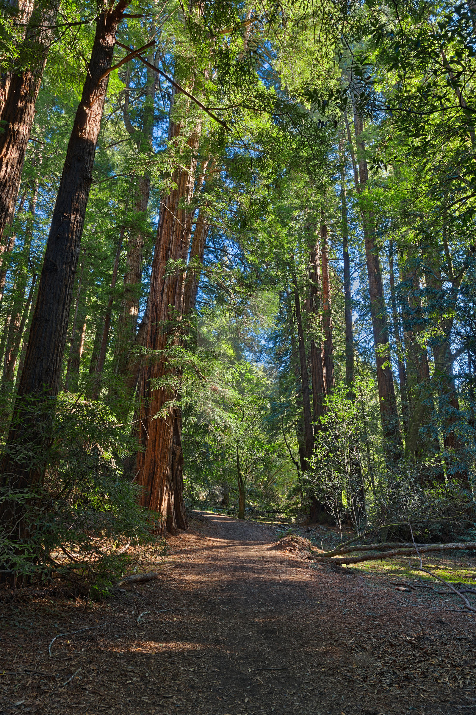 Muir Woods Trail - Exclusive HDR Stock