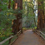 Muir Woods Trail II - Exclusive HDR Stock