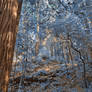 Muir Woods Scenery II - Exclusive Winter Blue HDR