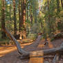 Muir Woods Trail III - Exclusive HDR Stock
