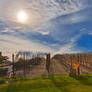 Sonoma Vineyard