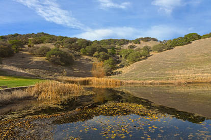 Sonoma Pondscape