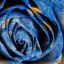 Starry Night Rose