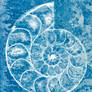 Spiral Ammonite Sketch