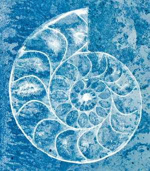 Spiral Ammonite Sketch