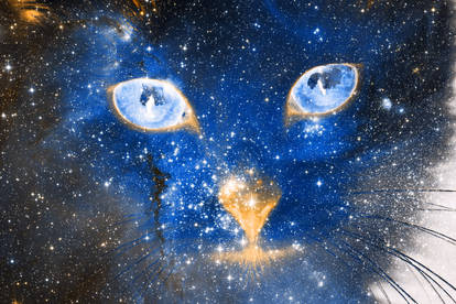 Cosmic Kitten