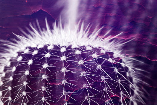 Purple Phantom Cactus