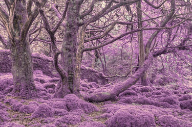 Amethyst Moss Forest