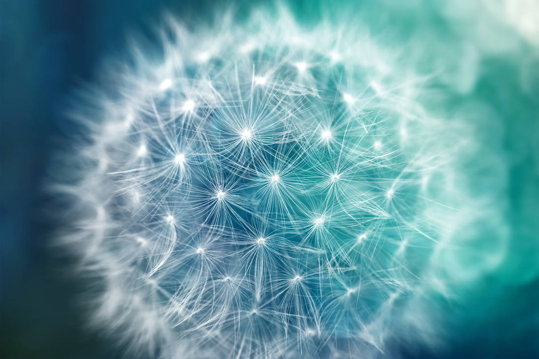 Bokeh Dandelion by boldfrontiers