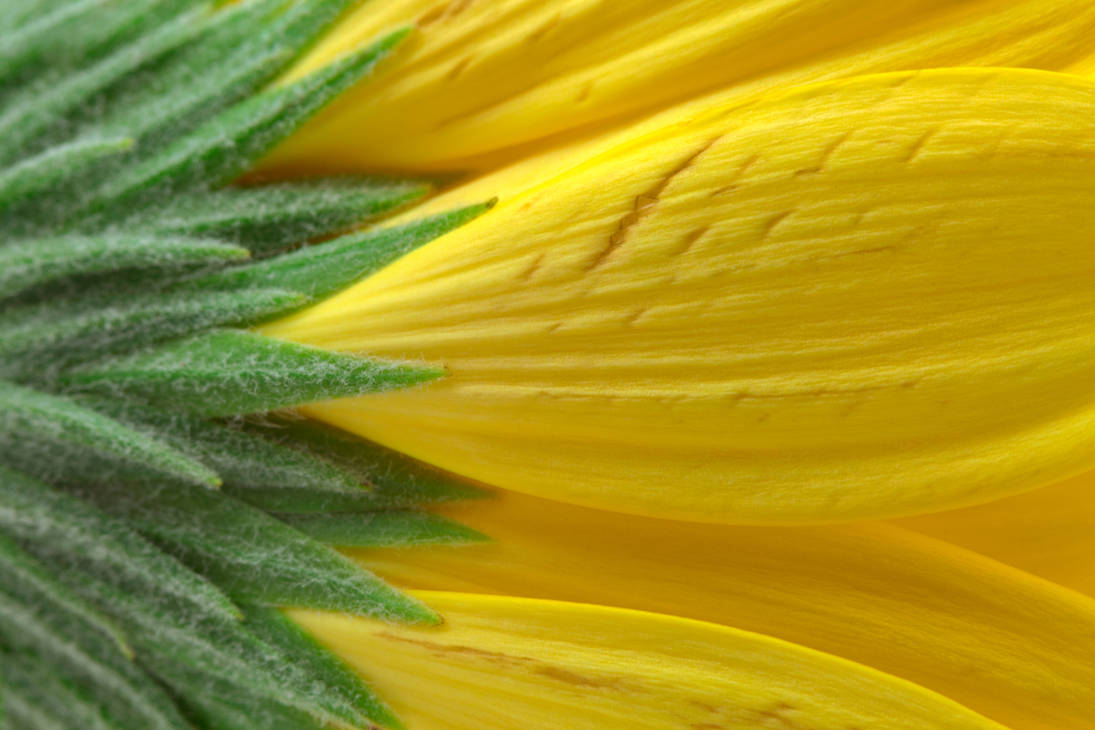 Yellow Daisy Macro by boldfrontiers