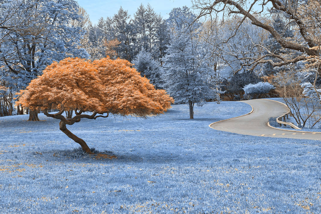 Картинка необычный зима. Зимнее дерево. Красивое дерево. Красивые деревья зимой. Необычные деревья.