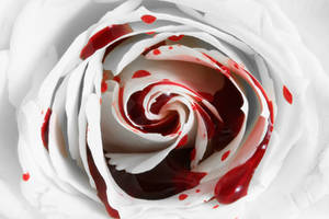 Bleeding Rose (freebie)