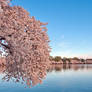 Washington DC Cherry Blossoms (freebie)