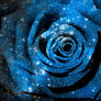Blue Cosmic Rose (freebie)