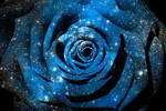 Blue Cosmic Rose (freebie) by boldfrontiers