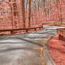 Pink Forest Road - Rock Creek Park