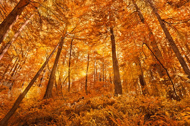 Glowing Amber Forest