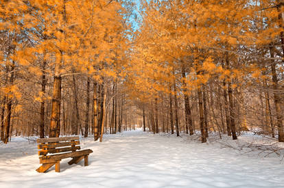 Gold Winter Pine Trail