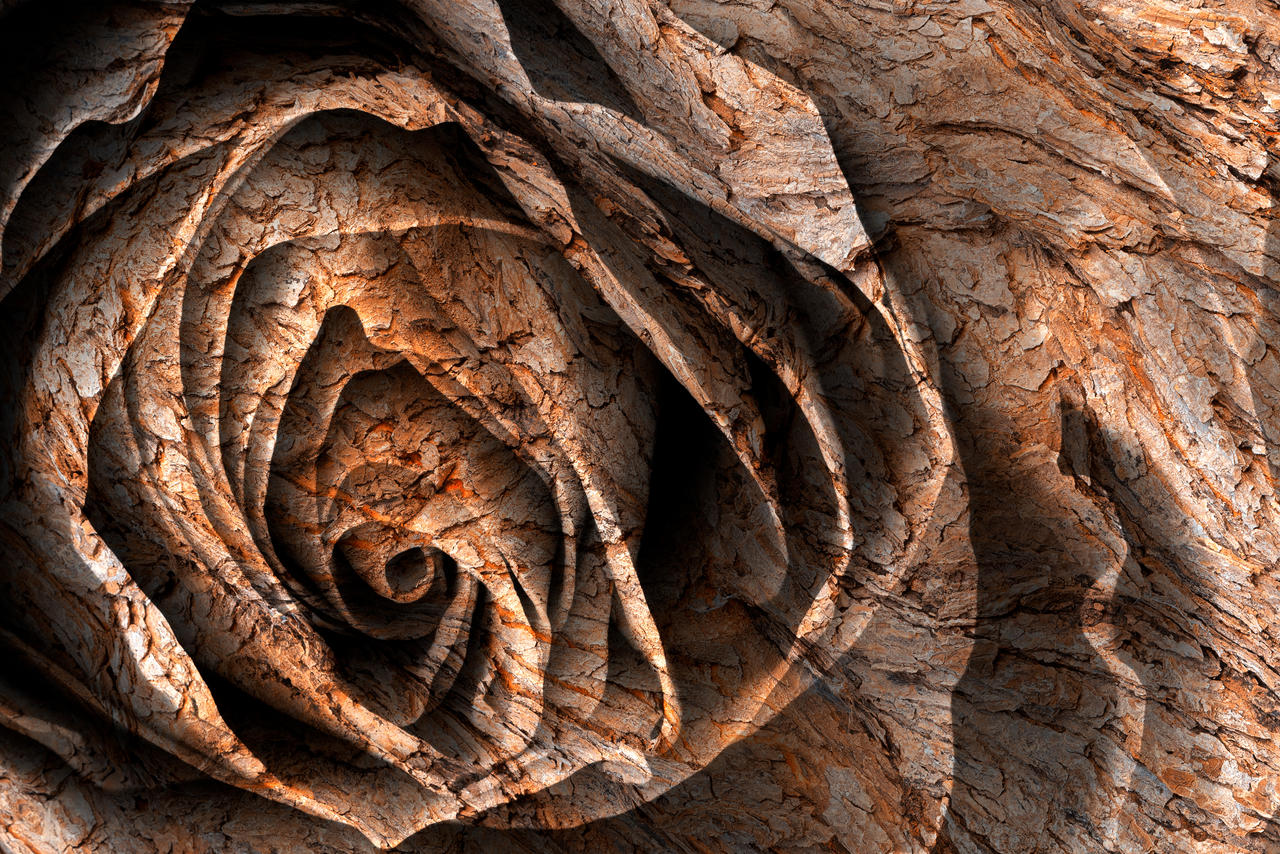 Barking Rose by boldfrontiers