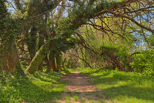 Wye Island Ferry Point Trail (freebie)