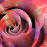 Celestial Love Rose