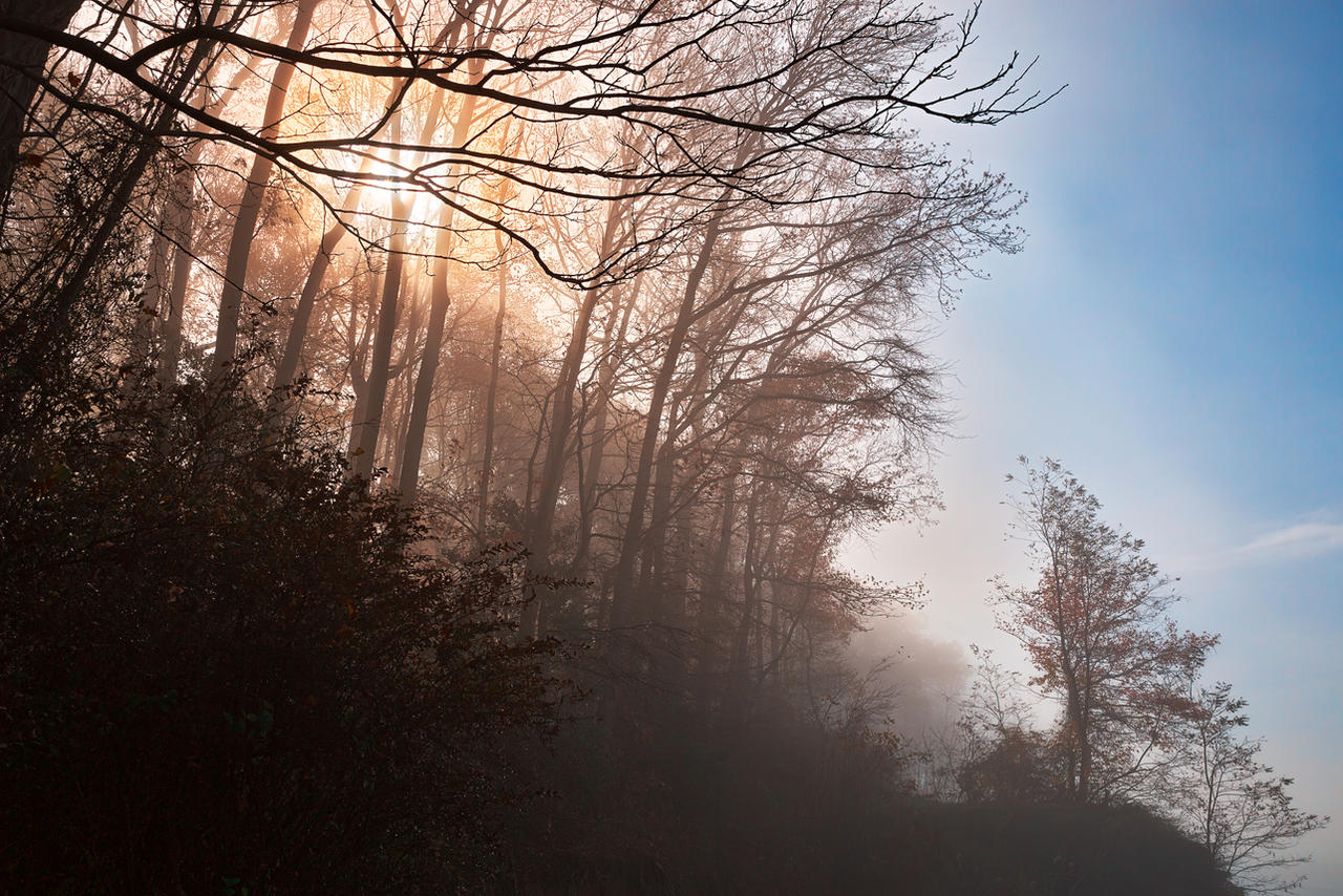 Misty North Point Woods