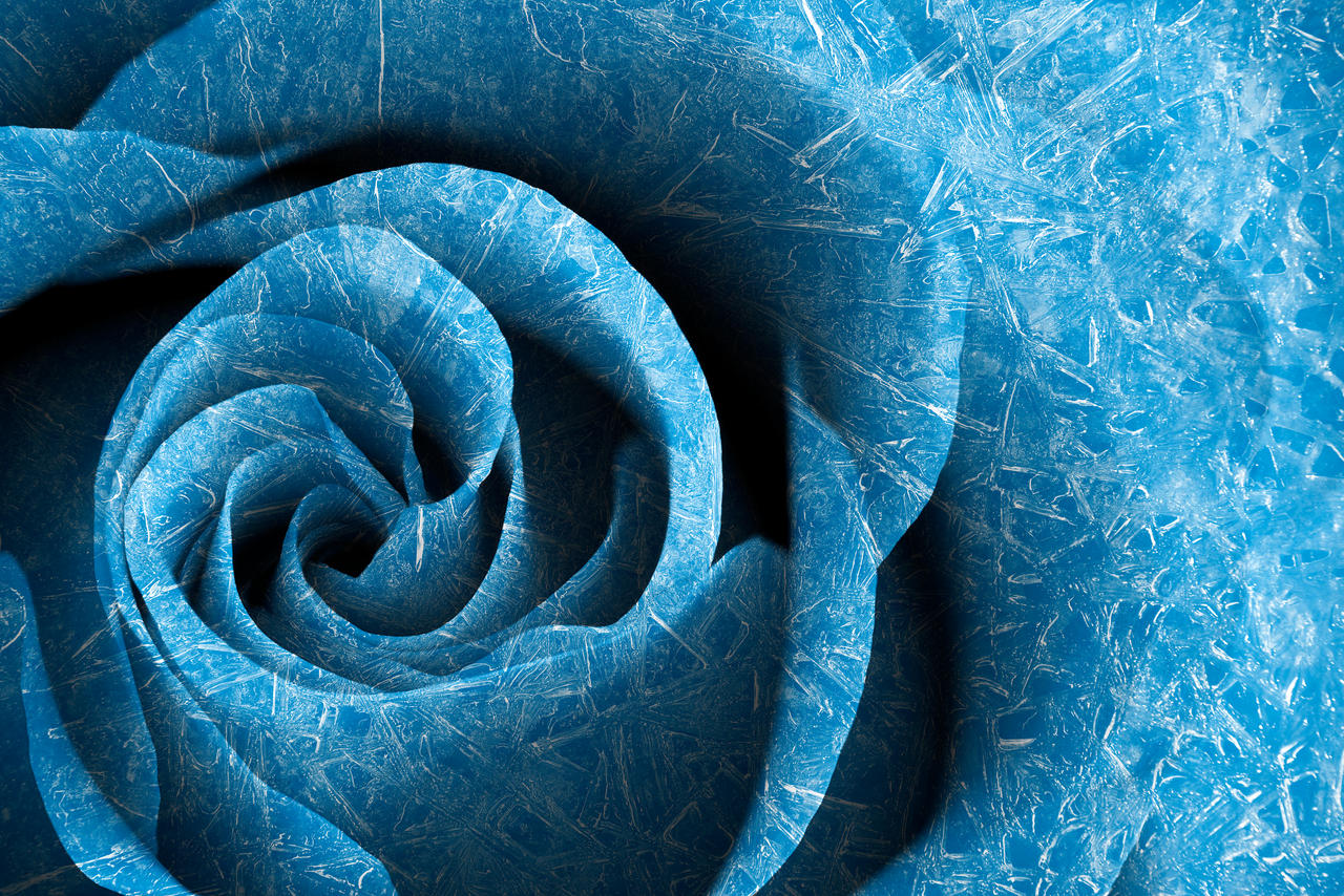 Arctic Rose by boldfrontiers