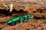 Six-Spotted Tiger Beetle (freebie) by boldfrontiers