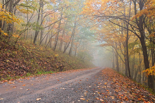 Misty Autumn Forest Road