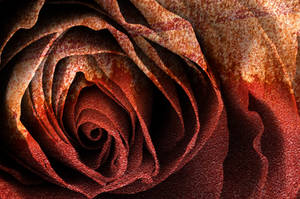 Bleeding Rust Rose by boldfrontiers