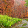 Autumn Potomac Trail