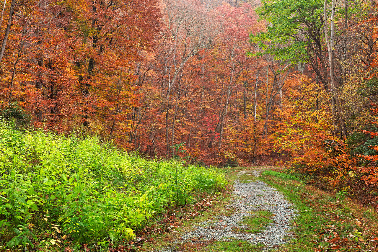 Autumn Potomac Trail