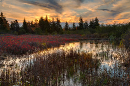 Autumn Dolly Sods Sunset II