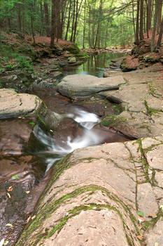 Worlds End Forest Stream