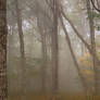Misty Spruce Knob Forest