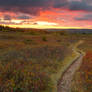 Dolly Sods Twilight Trail