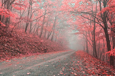 Misty Forest Road - Tickle Me Pink