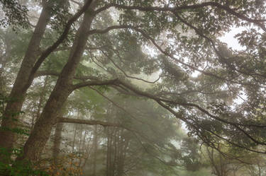 Misty Forest Branchscape