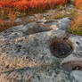 Autumn Huckleberry Fossil