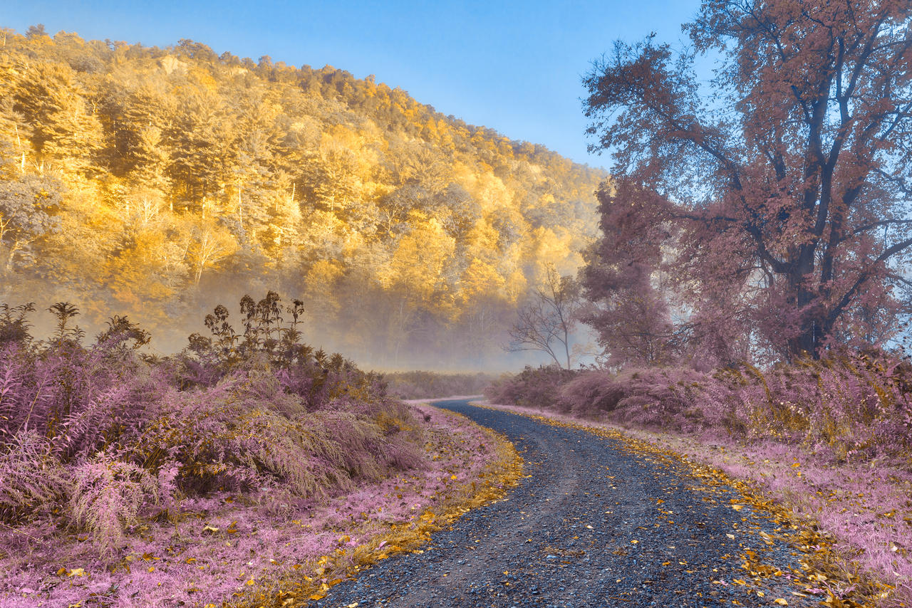 Misty McDade Trail - Gold Lavender Fantasy